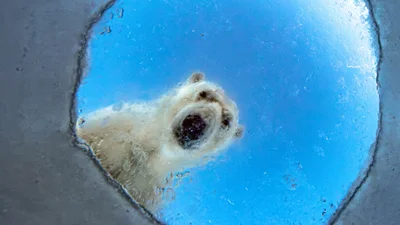 Дика природа з несподіваного боку: оголосили переможців European Wildlife Photographer of the Year 2026
