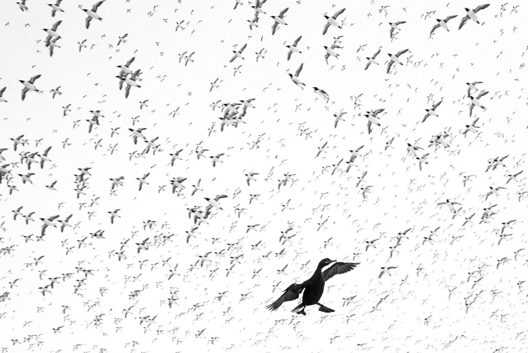 Дика природа з несподіваного боку: оголосили переможців European Wildlife Photographer of the Year 2026 - 928102 Дика природа з несподіваного боку: оголосили переможців European Wildlife Photographer of the Year 2026 - фото 928102