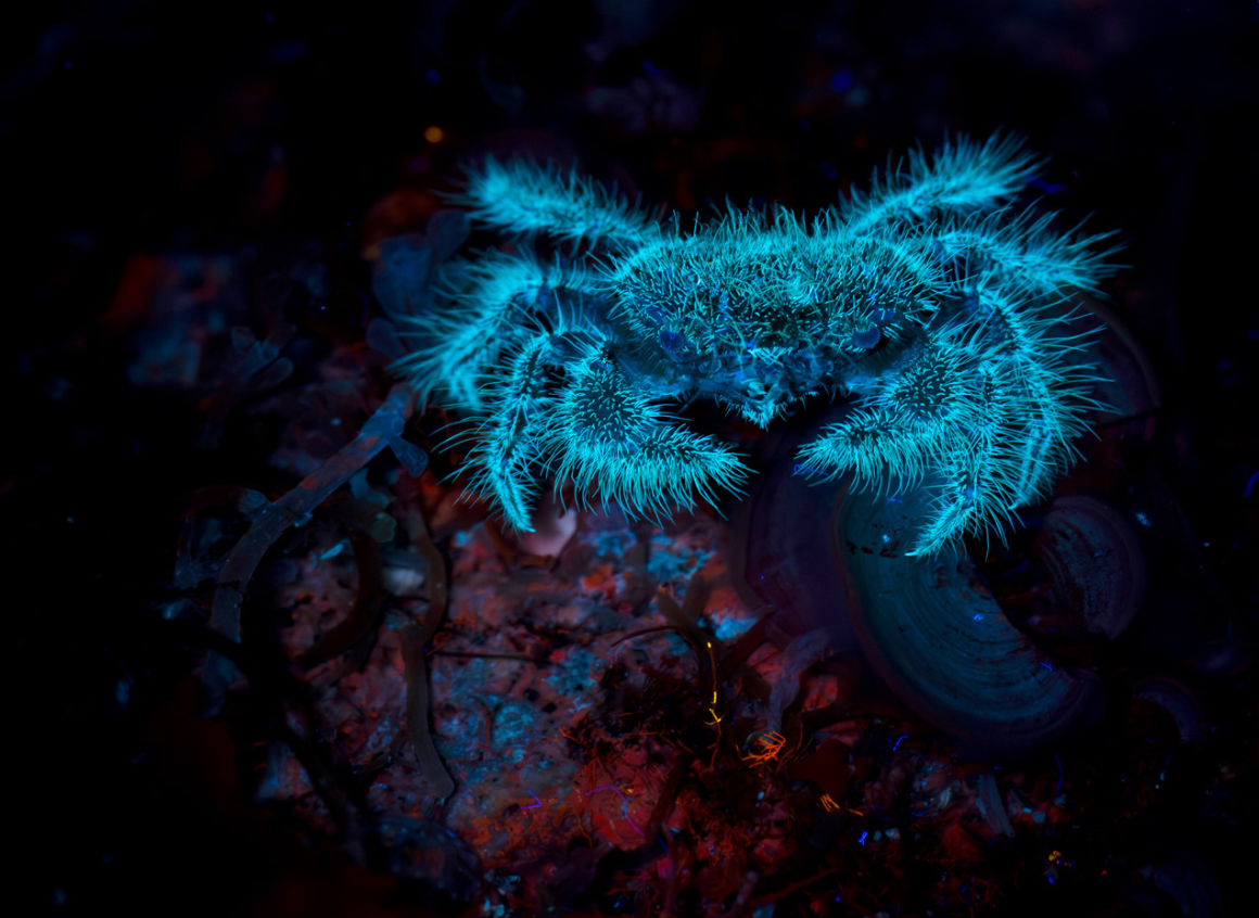 Дика природа з несподіваного боку: оголосили переможців European Wildlife Photographer of the Year 2026 - 928110 Дика природа з несподіваного боку: оголосили переможців European Wildlife Photographer of the Year 2026 - фото 928110