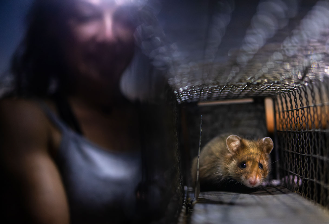 Дика природа з несподіваного боку: оголосили переможців European Wildlife Photographer of the Year 2026 - 928111 Дика природа з несподіваного боку: оголосили переможців European Wildlife Photographer of the Year 2026 - фото 928111