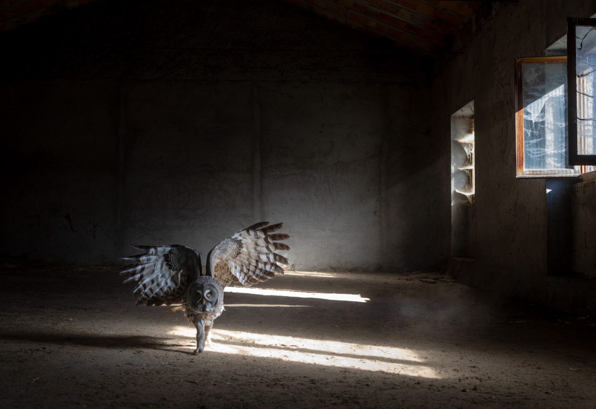 Дика природа з несподіваного боку: оголосили переможців European Wildlife Photographer of the Year 2026 - 928112 Дика природа з несподіваного боку: оголосили переможців European Wildlife Photographer of the Year 2026 - фото 928112