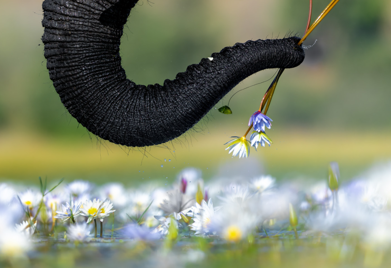 Дика природа з несподіваного боку: оголосили переможців European Wildlife Photographer of the Year 2026 - 928113 Дика природа з несподіваного боку: оголосили переможців European Wildlife Photographer of the Year 2026 - фото 928113