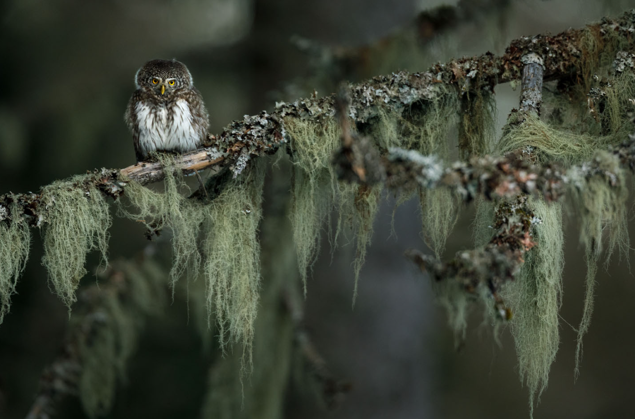 Дика природа з несподіваного боку: оголосили переможців European Wildlife Photographer of the Year 2026 - 928114 Дика природа з несподіваного боку: оголосили переможців European Wildlife Photographer of the Year 2026 - фото 928114