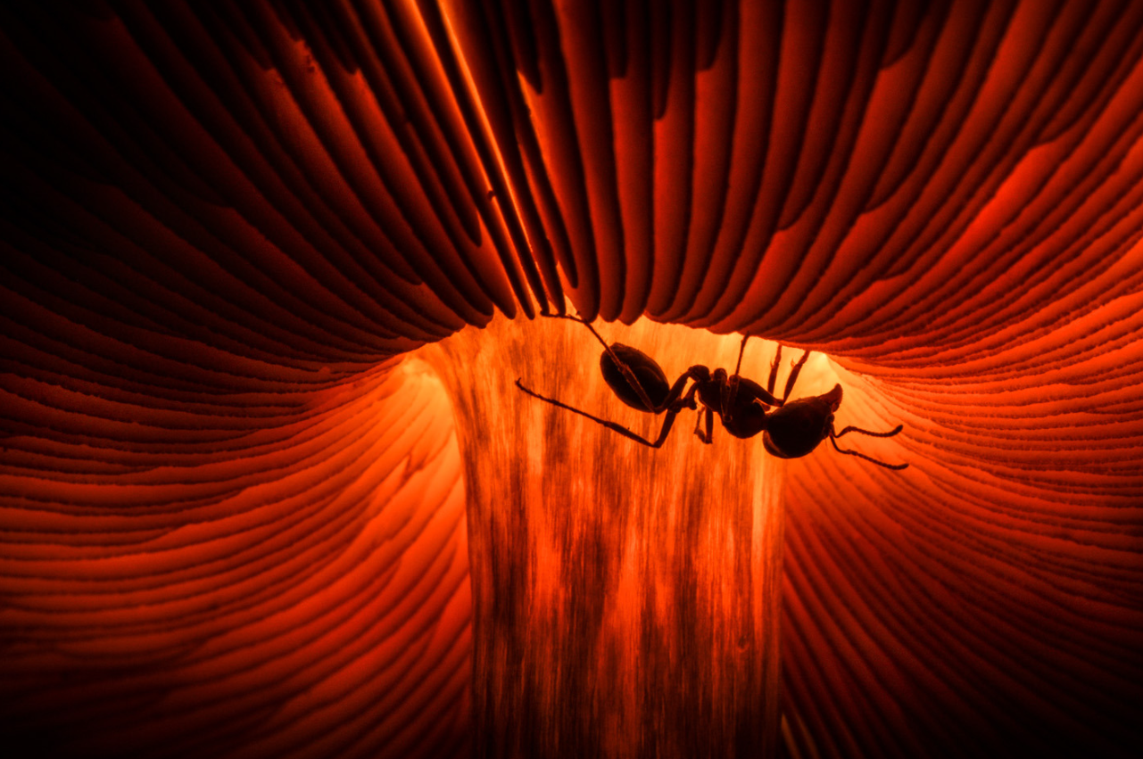 Дика природа з несподіваного боку: оголосили переможців European Wildlife Photographer of the Year 2026 - 928116 Дика природа з несподіваного боку: оголосили переможців European Wildlife Photographer of the Year 2026 - фото 928116