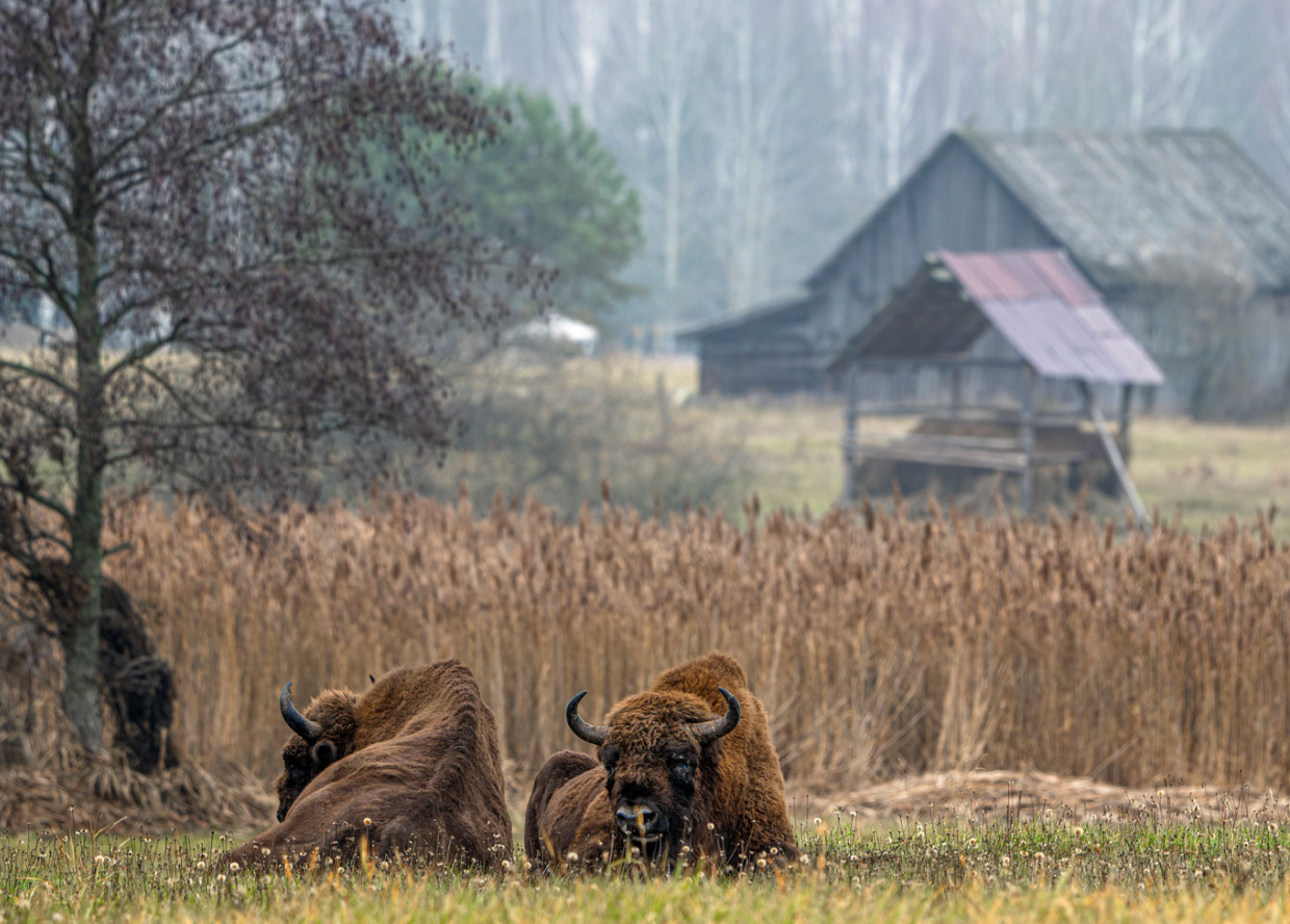 Дика природа з несподіваного боку: оголосили переможців European Wildlife Photographer of the Year 2026 - 928117 Дика природа з несподіваного боку: оголосили переможців European Wildlife Photographer of the Year 2026 - фото 928117