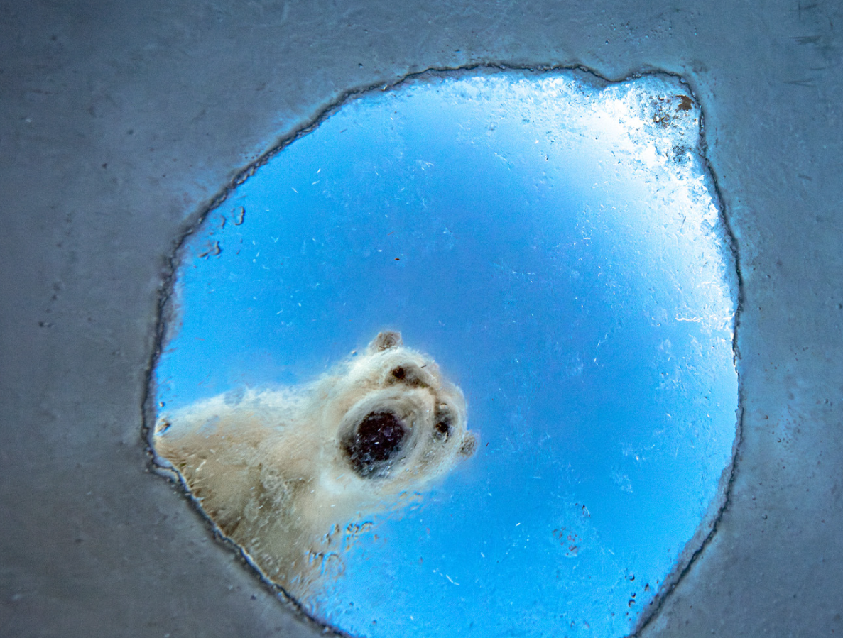 Дика природа з несподіваного боку: оголосили переможців European Wildlife Photographer of the Year 2026 - 928119 Дика природа з несподіваного боку: оголосили переможців European Wildlife Photographer of the Year 2026 - фото 928119