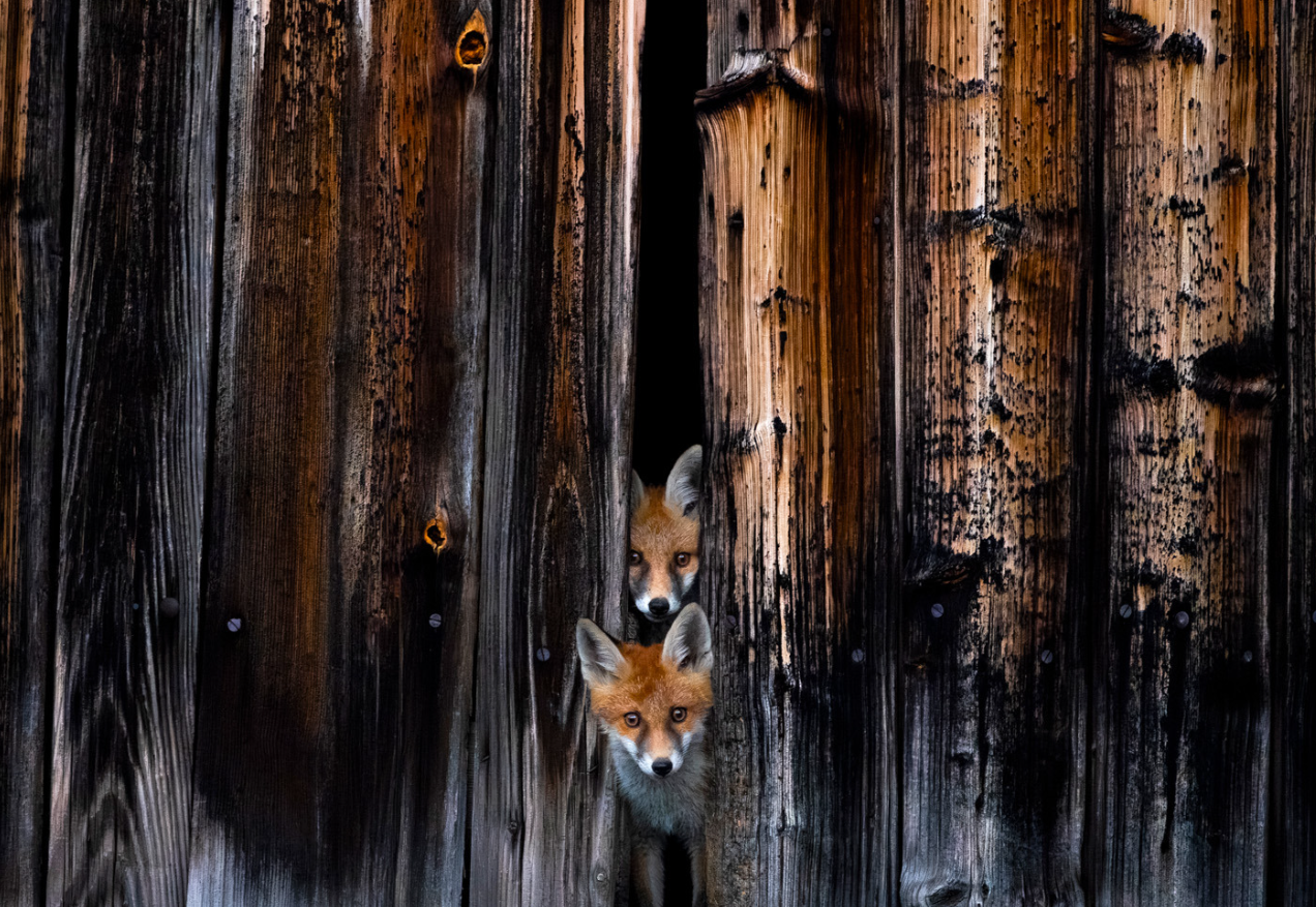 Дика природа з несподіваного боку: оголосили переможців European Wildlife Photographer of the Year 2026 - 928120 Дика природа з несподіваного боку: оголосили переможців European Wildlife Photographer of the Year 2026 - фото 928120