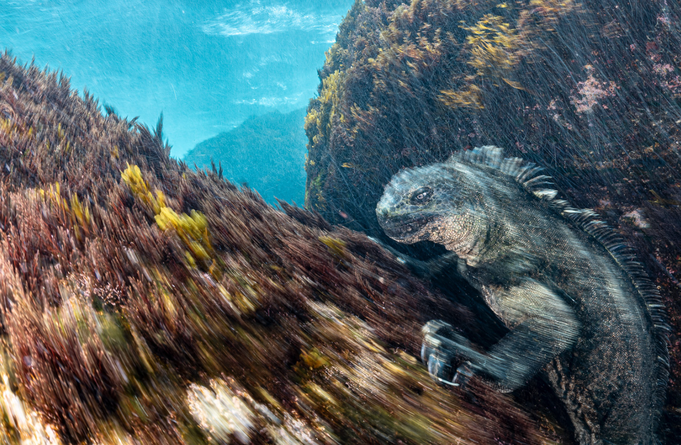Дика природа з несподіваного боку: оголосили переможців European Wildlife Photographer of the Year 2026 - 928121 Дика природа з несподіваного боку: оголосили переможців European Wildlife Photographer of the Year 2026 - фото 928121