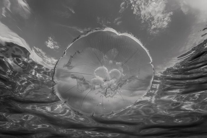 Світ у чорно-білих тонах: оголосили переможців фотоконкурсу Exposure One Awards 2026 - 928540 Світ у чорно-білих тонах: оголосили переможців фотоконкурсу Exposure One Awards 2026 - фото 928540